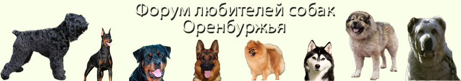 орскдог, форум любителей собак, Форум любителей собак Оренбуржья